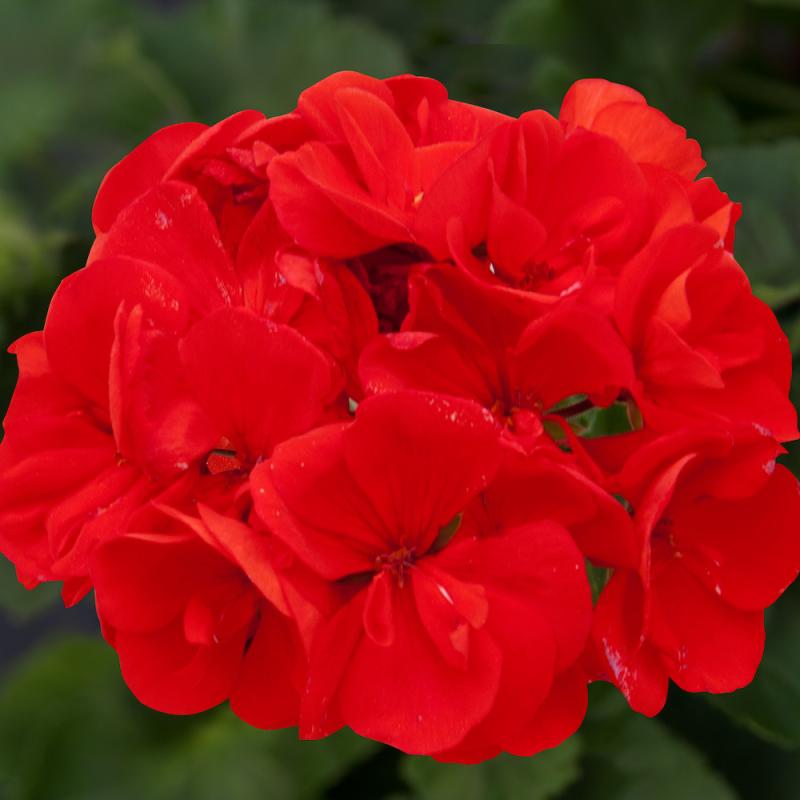 Pelargonium zonale Moonlight Diego (5096)